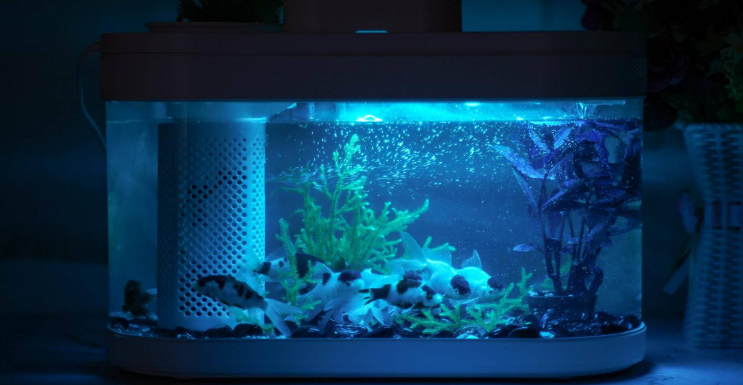 金鱼死亡的原因汇总 金鱼死亡的原因汇总