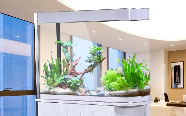 鹦鹉鱼褪色的原因 鹦鹉鱼褪色的原因